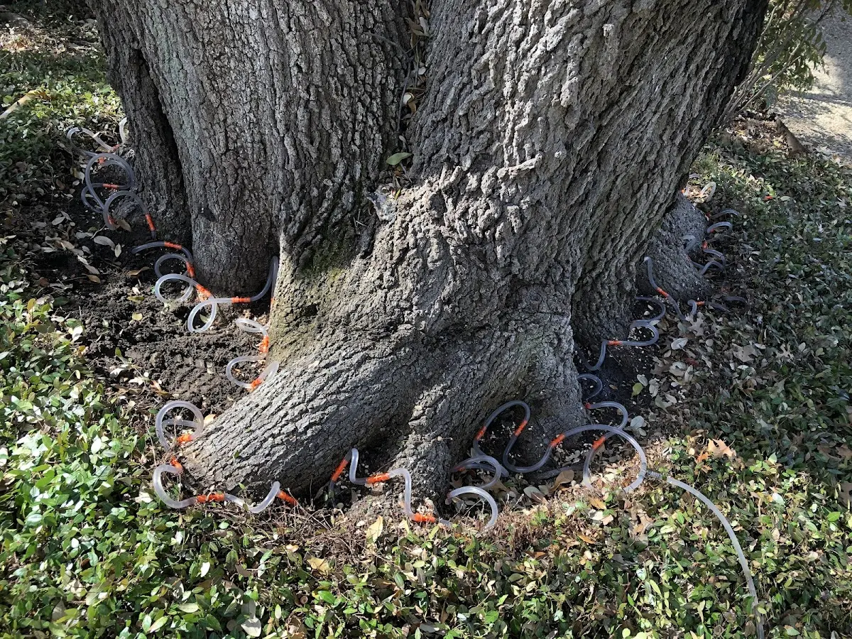 Detailed Tree Cabling and Bracing job site in Golconda