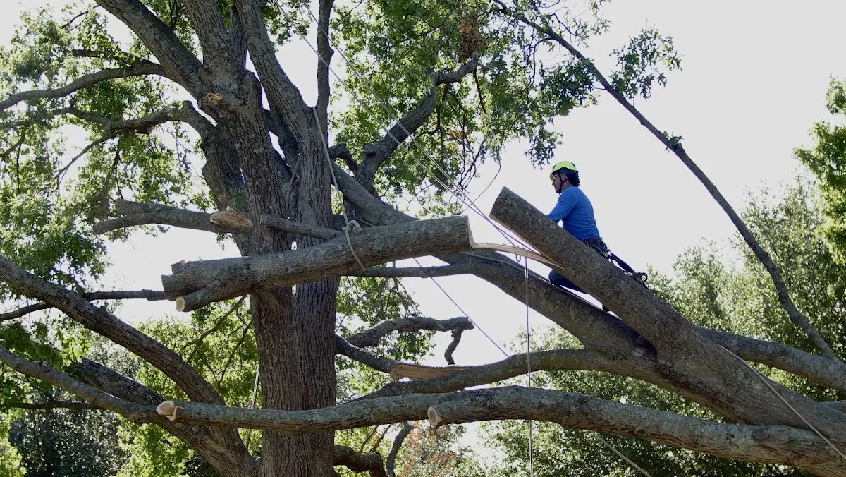 Professional Crown Thinning performed by certified arborists in Golconda
