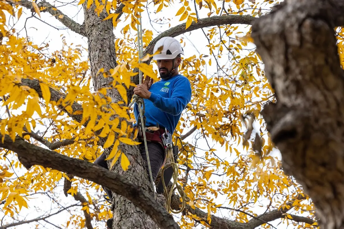 Skilled Tree Planing crew working in Golconda